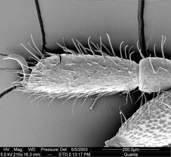 Media type: image;   Invertebrate Zoology 134639